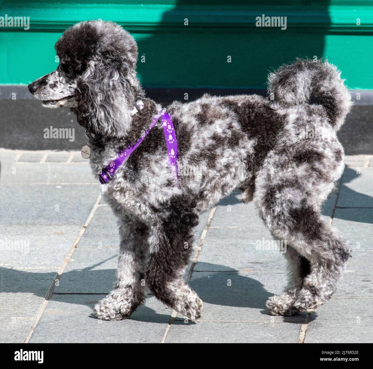 Southport, Merseyside.  UK Weather. 10 May 2022. LUDO a blue Merle Poodle struts his stuff on a sunny day in Southport.  This 18 month old speckled pet pooch costing originaly £2,500 was bought from a breeder in Sheffield and is a one off from a litter of five. A merle is a poodle that has a patterned coat with patches. Merle poodles have a solid base colored coat with a pattern on top of a solid color coat, something a little bit like the pattern patches that you might see on a leopard`s coat.  Credit: MediaWorldImages/AlamyLiveNews Stock Photo